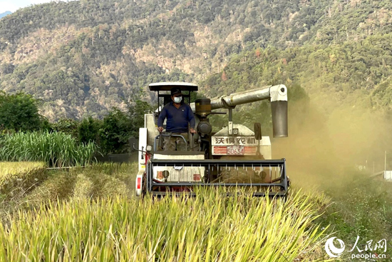 田里用上农机，耕种效率大幅提高。记者 林盈摄